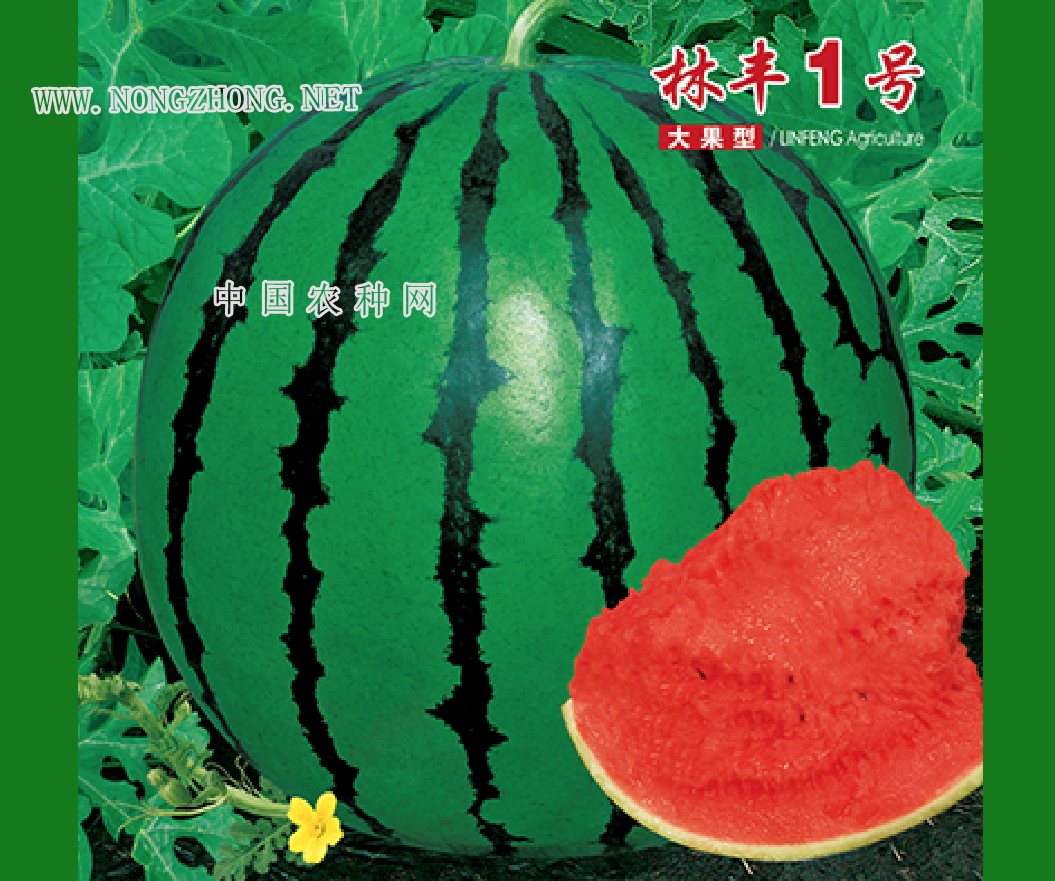 林丰1号